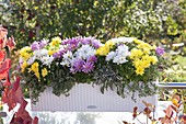 Weisser Lechuza - Kasten mit dreifarbig gemischten Chrysanthemum