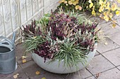 white bowl planted for winter: Calluna Trio Girls