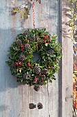 Door wreath of Ilex (holly) with red berries and cones of Pinus
