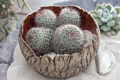 Cacti in hand-potted bowls
