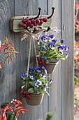 Viola wittrockiana (pansies) in clay pots