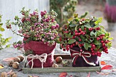 Pernettya (sphagnum myrtle) and Gaultheria procumbens (false berry)