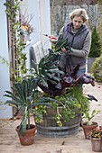 Holzfass mit Gemüse : Frau erntet Grünkohl 'Nero di Toskana' (Brassica)