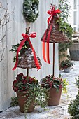 Terracotta pots planted with Skimmia (fruit - skimmia), Hedera (ivy)