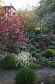 Prunus cistena (Zwerg-Blutpflaume) mit Buxus (Buchs-Kugeln), Arabis (Gänsekresse), Geranium (Storchschnabel) und Heuchera (purpurgloeckchen) vor Trockenmauer