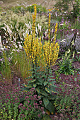 Verbascum chaixii 'Sixteen Candles' (Königskerze), Oregano, Dost (Origanum) und Melica ciliata (Wimper-Perlgras) im Prairie-Beet