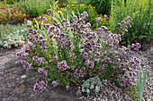 Origanum vulgare 'Kulturform' - Oregano, Dost im Kiesbeet