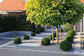 Moderner Vorgarten mit Buxus (Buchs - Kugeln), Catalpa bignoides (Trompetenbaum) und Kies, Beton - Pflaster , Hecke aus Fagus (Buche) am Stellplatz