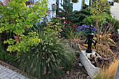 Herbstlicher Vorgarten mit Pennisetum (Federborstengras), Ginkgo biloba (Fächerblattbaum), Sedum (Fetthenne), Aster dumosus (Kissenaster), Hosta (Funkien) und Steintrog mit Schwengelpumpe