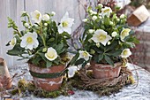 Helleborus niger Hgc 'Wintergold' in clay pots on moss