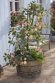 Apple tree 'Rajka' (Malus) in wooden barrel