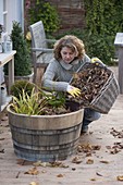 Frau wintert Sumpfpflanzen in Holzfass mit Herbstlaub ein