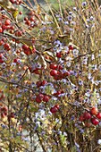 Malus 'Evereste' (ornamental apple) with red fruits and Aster (autumn aster)