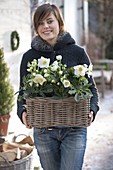 Woman planting basket box with Christmas roses