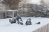 Snow-covered vegetable garden with composter, frozen kale (Brassica)