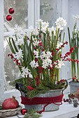 Narcissus Paperwhite 'Ziva' (Tazette daffodils) in zinc bowl