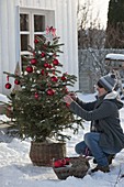 Woman decorates Abies nordmanniana (Nordmann fir) with red balls