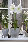 Hippeastrum 'Mont Blanc' (Amaryllis) und Narcissus 'Ziva'