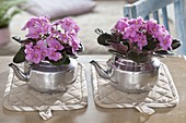 Saintpaulia ionantha (Usambara violets) in silver teapots as planters