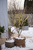 Hamamelis mollis (Zaubernuss) im Winter auf verschneiter Terrasse