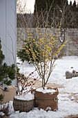 Hamamelis mollis (Zaubernuss) im Winter auf verschneiter Terrasse