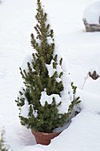 Picea glauca 'Conica' (Zuckerhutfichte) im Schnee