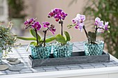 Aqualinos - gel spheres as temporary substrate for mini phalaenopsis