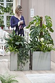 Edelstahl-Gefässe als Raumteiler bepflanzt mit Philodendron pertusum