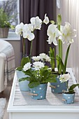 White winter flowers in blue planters