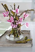 Unusual standing bouquet with cyclamen (cyclamen violet)