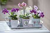 Cups with mini orchids Phalaenopsis 'Little Lady' (Malay flowers)
