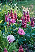 NARBOROUGH HALL GARDENS, Norfolk: THE PLUM AND CHOCOLATE BORDER with LUPINS, POPPIES AND SAGE