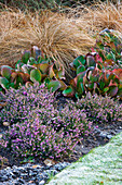 Wintereinfassung mit Carex, Bergenia und Erica x Darleyensis 'Kramers Rote'