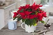 Euphorbia pulcherrima (poinsettia) in an old enamelled milk pot