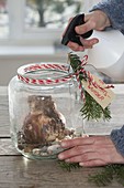 Amaryllis in candy jar pulled on gravel