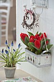 Kasten bepflanzt mit Tulipa 'Red Paradise' (Tulpen) an Haken aufgehängt