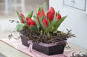 Kasten-Backform mit bepflanzt mit Tulipa 'Red Paradise' (Tulpen)