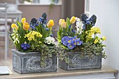 Grey boxes planted with tulipa (tulips), hyacinthus (hyacinths)