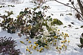 Verschneites Beet mit Helleborus niger 'Verboom Double' (Gefuellter Christrose)