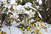 Snowy border with Helleborus niger 'Verboom Double' (Christmas rose)