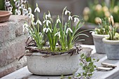 Galanthus (snowdrop) in a grey bowl with a wreath of twigs