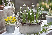 Galanthus (Snowdrop) in grey bowl with wreath of twigs