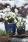 Helleborus niger 'Verboom Double' (Christmas roses) in blue pots