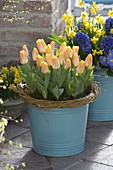 Tulipa 'Yellow Star' (Tulpen), Narcissus 'Tete a Tete' (Narzissen), Hyacinth