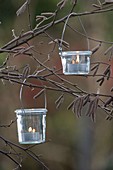 Kleine Windlichter an Zweigen von Corylus avellana (Haselnuss)