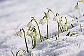 Frühlingsknotenblumen, Märzenbecher im Schnee (Leucojum vernum), Bayern, Deutschland.