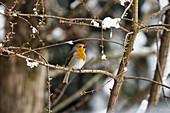 Robin singing in spring, Erithacus rubecula, Bavaria, Germany