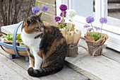 Katze Minka mit Primula denticulata 'Blaue Auslese' 'Rubin Auslese' 'Alba'