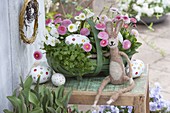 Green garden basket with bellis, parsley