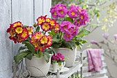 Primula Elatior Inara 'Fire Rose' (tall primroses)